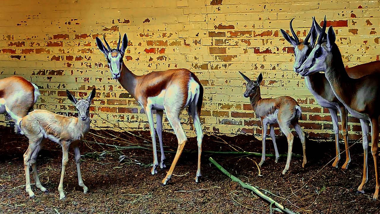 De nieuwste aanwinsten van de Beekse Bergen op camerabeelden (foto: Safaripark Beekse Bergen).