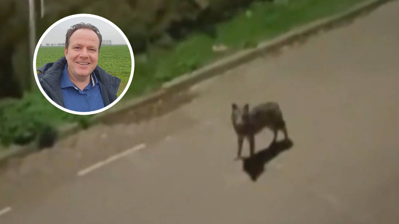 Janet filmt wolf die midden op straat loopt: 'Lag er vannacht wakker van'