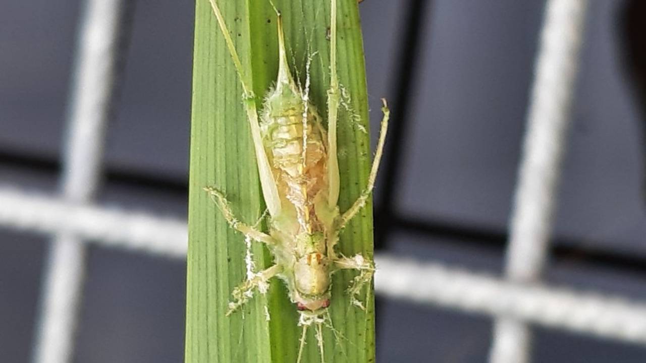 Een sabelsprinkhaan die is aangetast door de schimmel entomophthora gryllii (foto: Rianne van Beers).