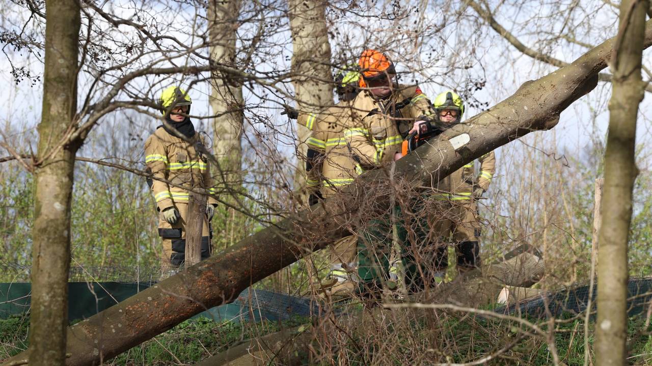 ernstig ongeluk in Tilburg • boom waait tegen lijnbus.