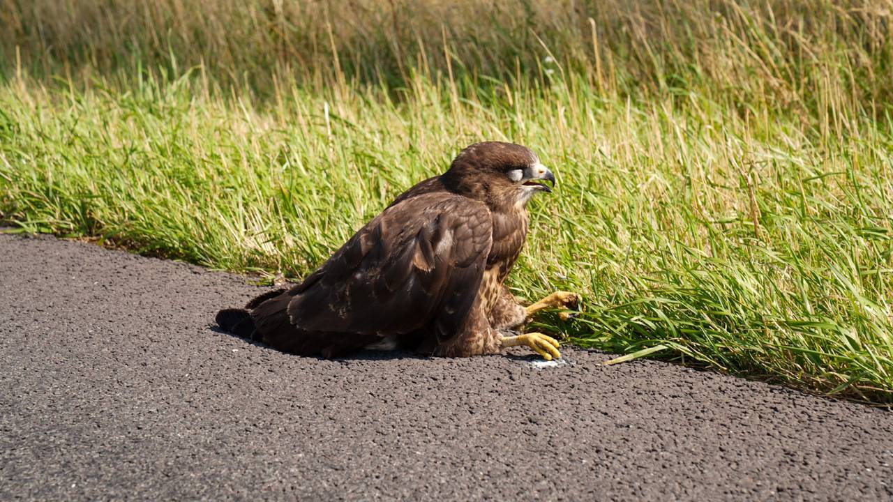 A2 dicht na ongeluk met caravan • Hondengraf in natuurgebied.