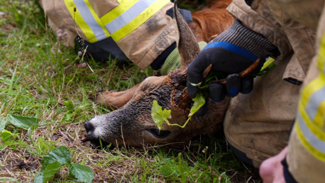 scooterrijdster gewond na botsing • kat uit de boom gehaald.