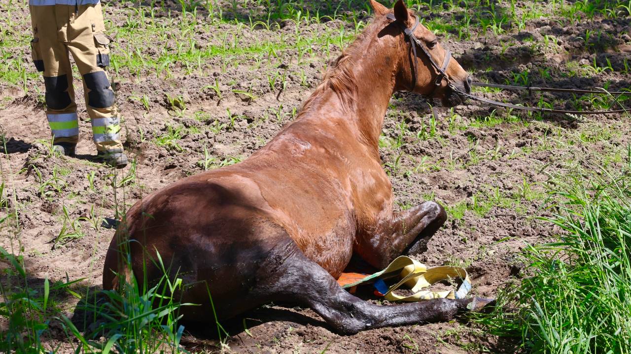zoekactie ontsnapte serval • zwaargewond na botsing tegen boom.