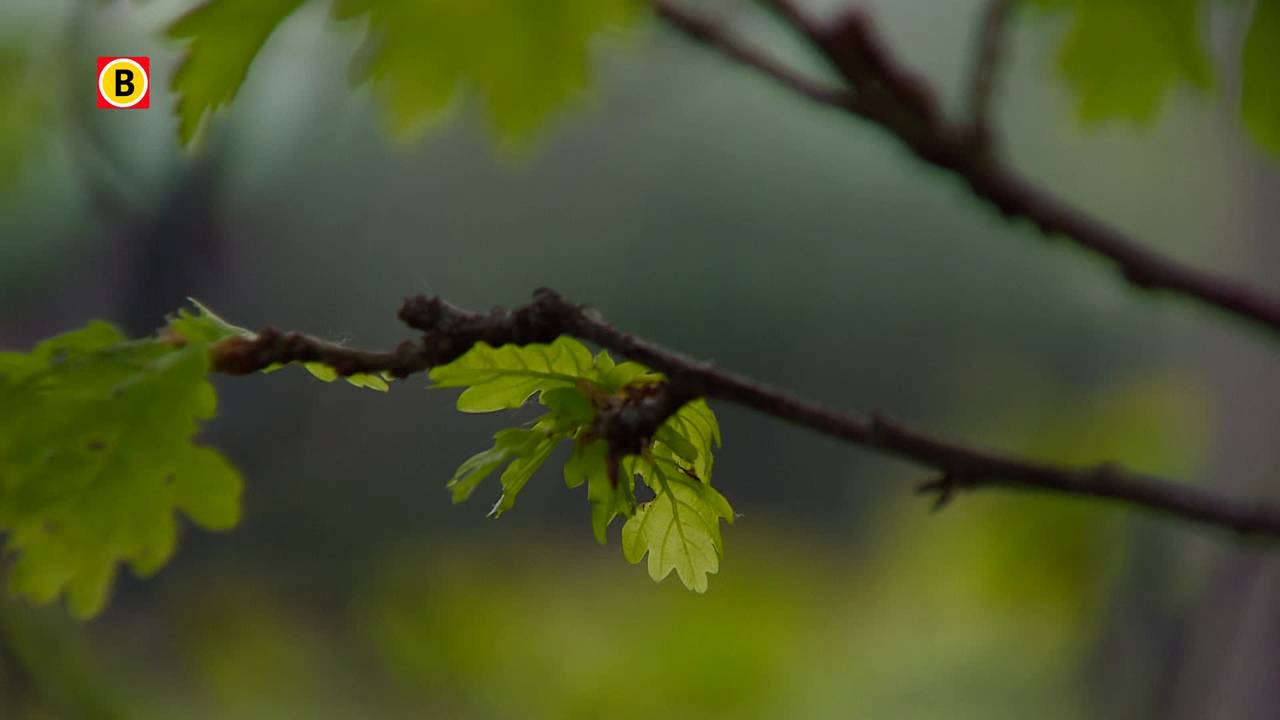 Soldaten landmacht trekken Brabant binnen