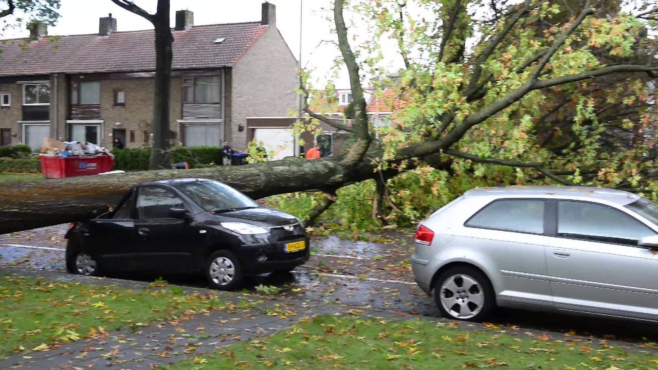 Dag na de storm worden zwakke bomen gecontroleerd en omgezaagd