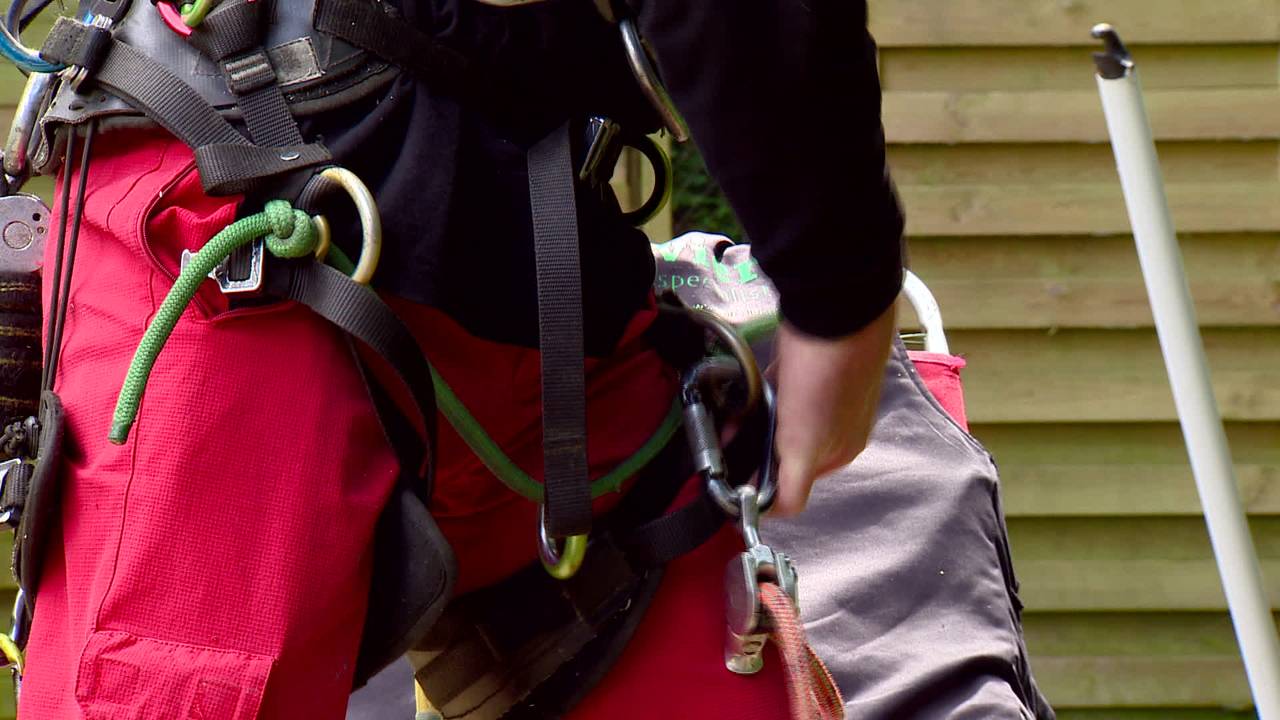 Kat na anderhalve week gered uit boom in Oisterwijk