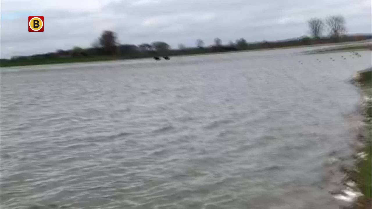 Drie taurossen keren vanaf een eilandje in de Maas terug naar een veilige omgeving (video: stichting Taurus).