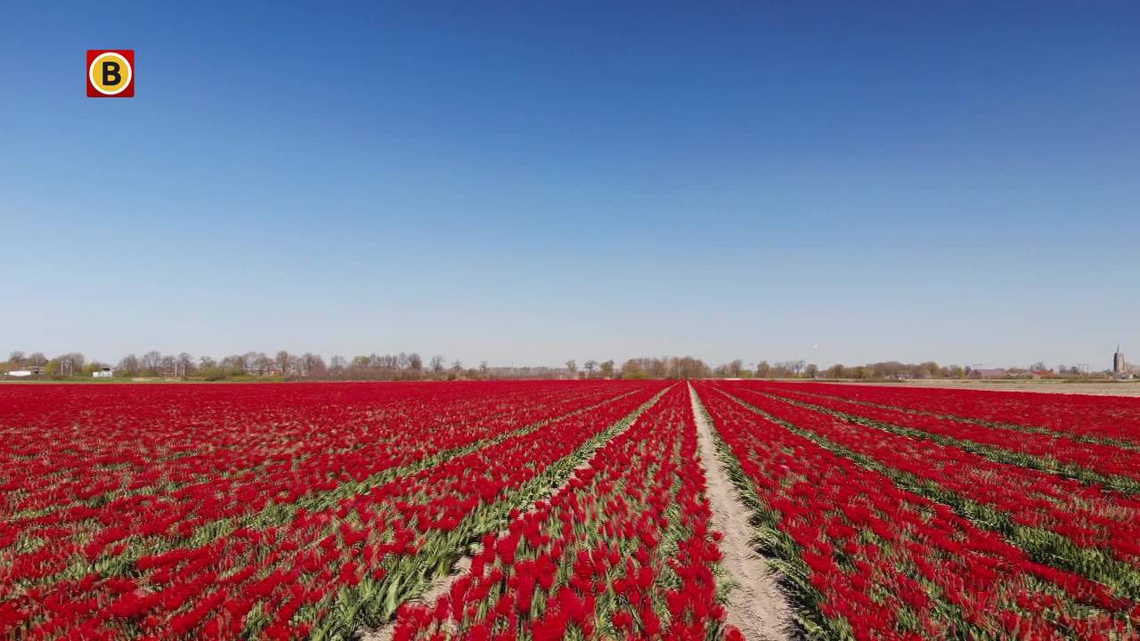 Bloemenpracht in Wouw.