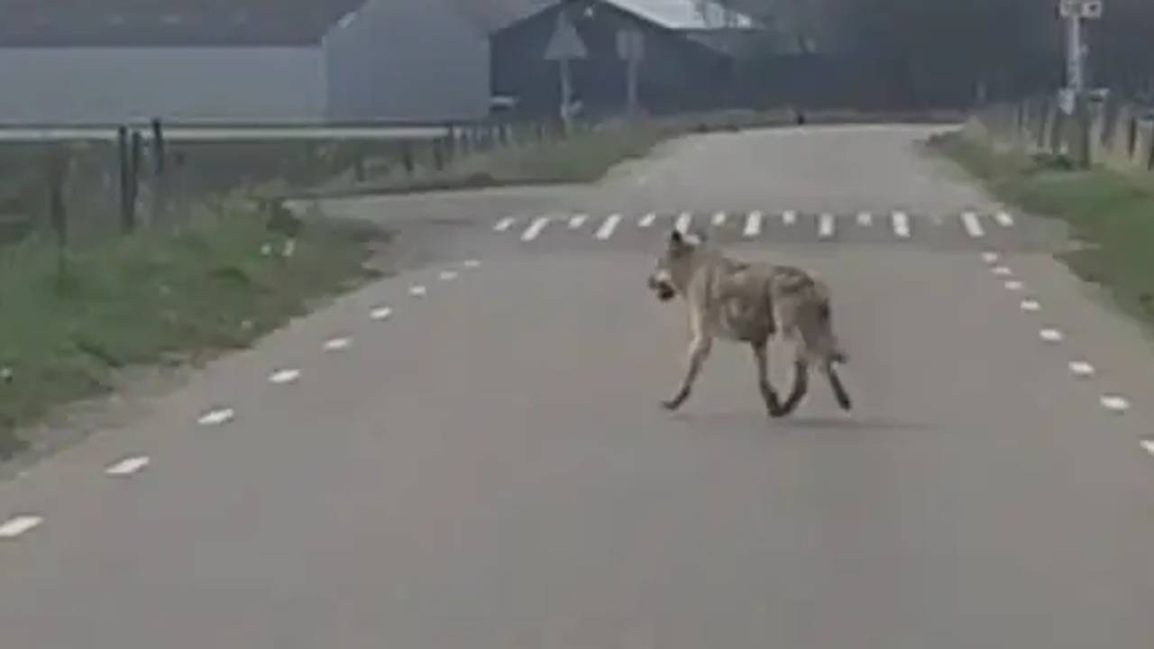  De wolf werd gezien op de Koeveringsedijk tussen Lepelstraat en Steenbergen. (Foto: Pieter Korst)