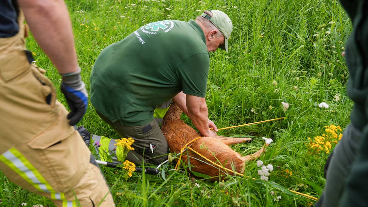 Een medewerker van de Dierenambulance ontfermt zich over de ree (foto: Harrie Grijseels/SQ Vision).