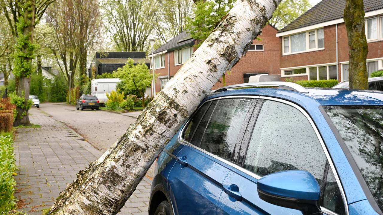 Een boom tegen de auto (foto: Toby de Kort/SQ Vision).