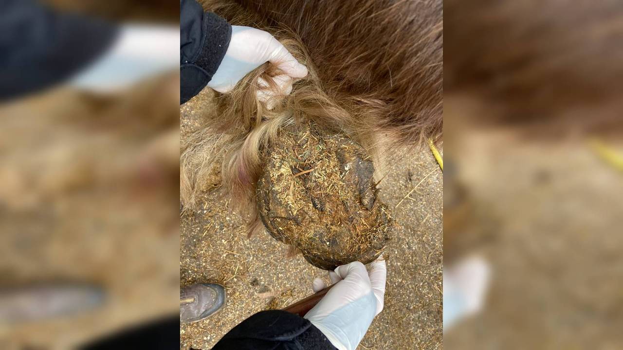 De paarden waren slecht verzorgd (foto: Dierenpolitie Zeeland-West-Brabant/Facebook).