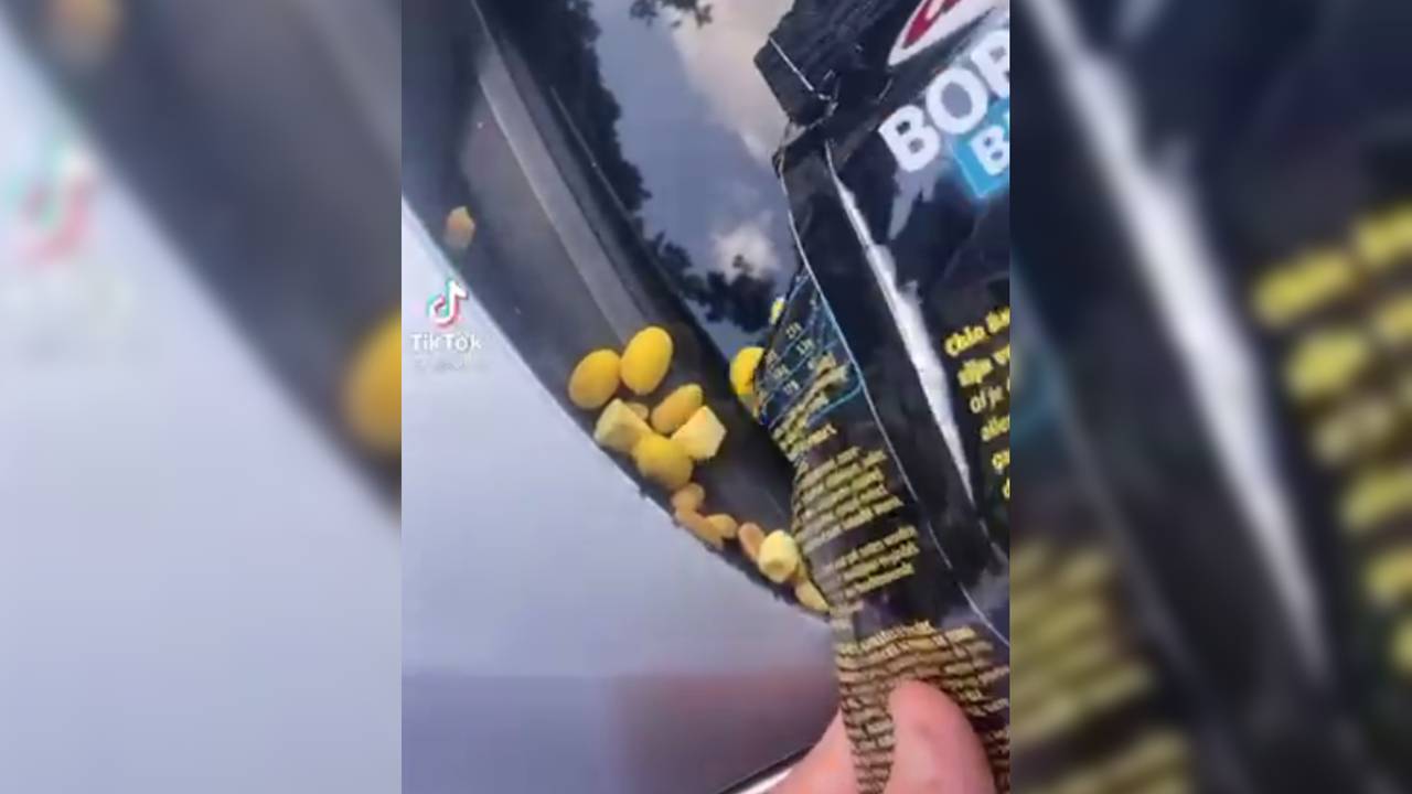 'Gevaarlijk!' Bezoekers Beekse Bergen lokken dieren met nootjes op auto - Vimarsana News