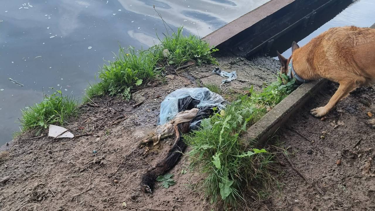 Dierenresten gevonden in kanaal Dongen