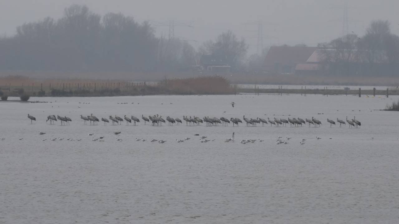 De groep van 62 kraanvogels in de Noordwaard.