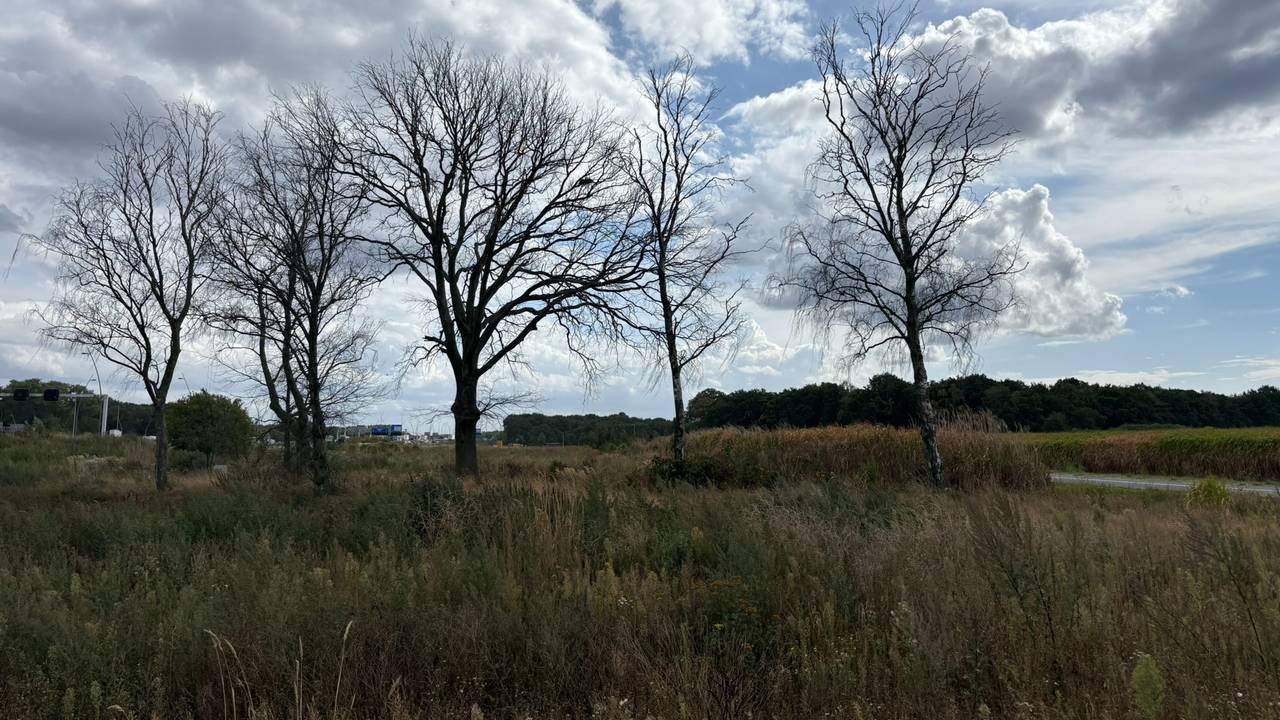 De vergiftigde grond in Eindhoven (foto: Omroep Brabant)