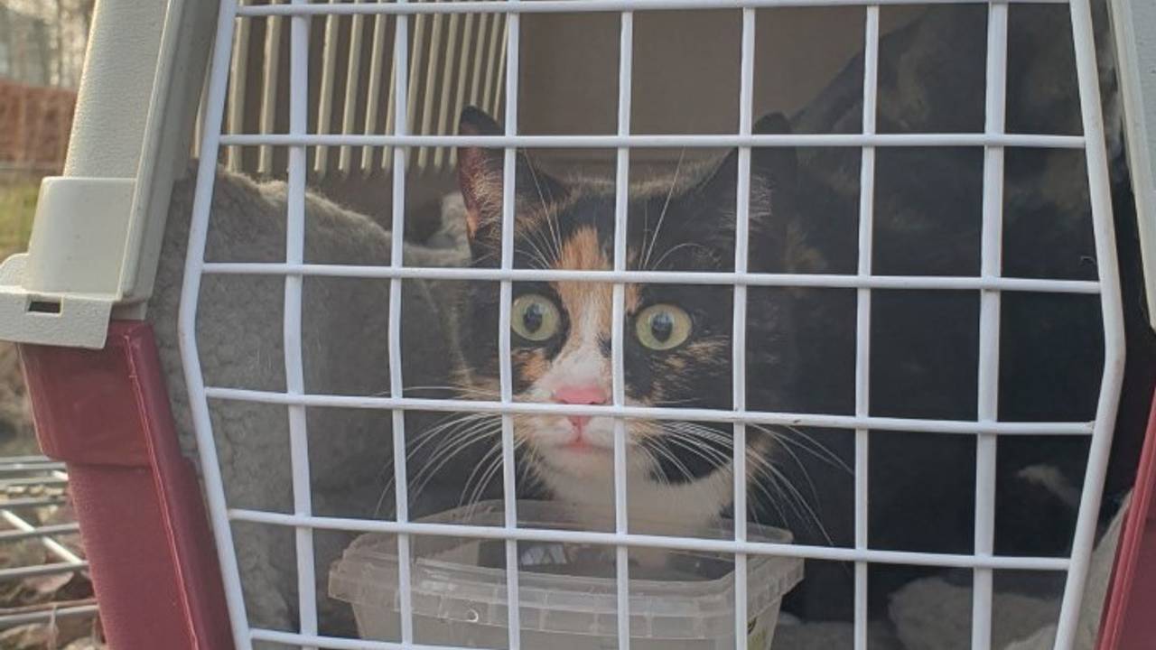 Het diertje maakt het naar omstandigheden goed. (Foto: Anne Lijdsman)