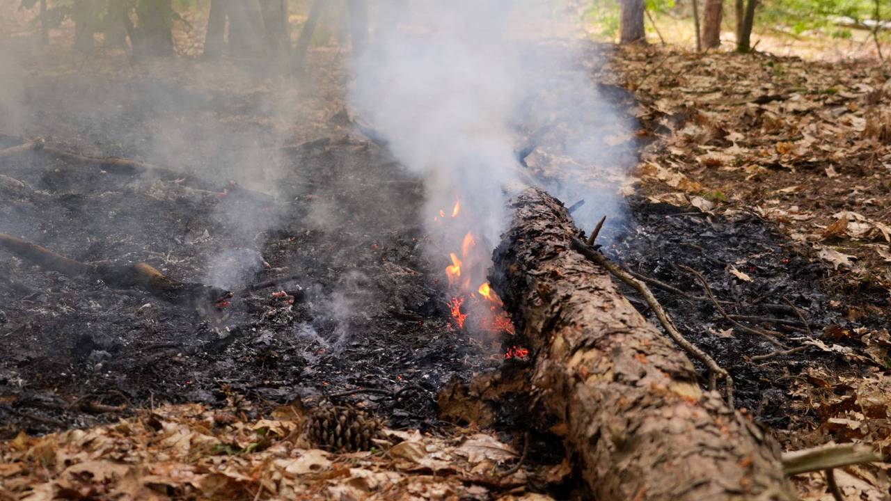 Er ging een klein deel van een bosgebied bij Helmond verloren (foto: Harrie Grijseels/Persbureau Heitink).