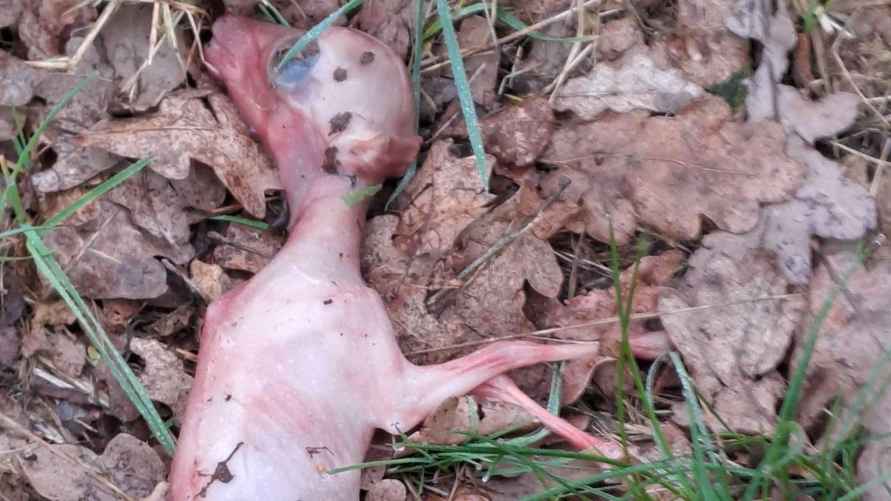 Een doodgeboren reekalf (foto: Jos Snijders).