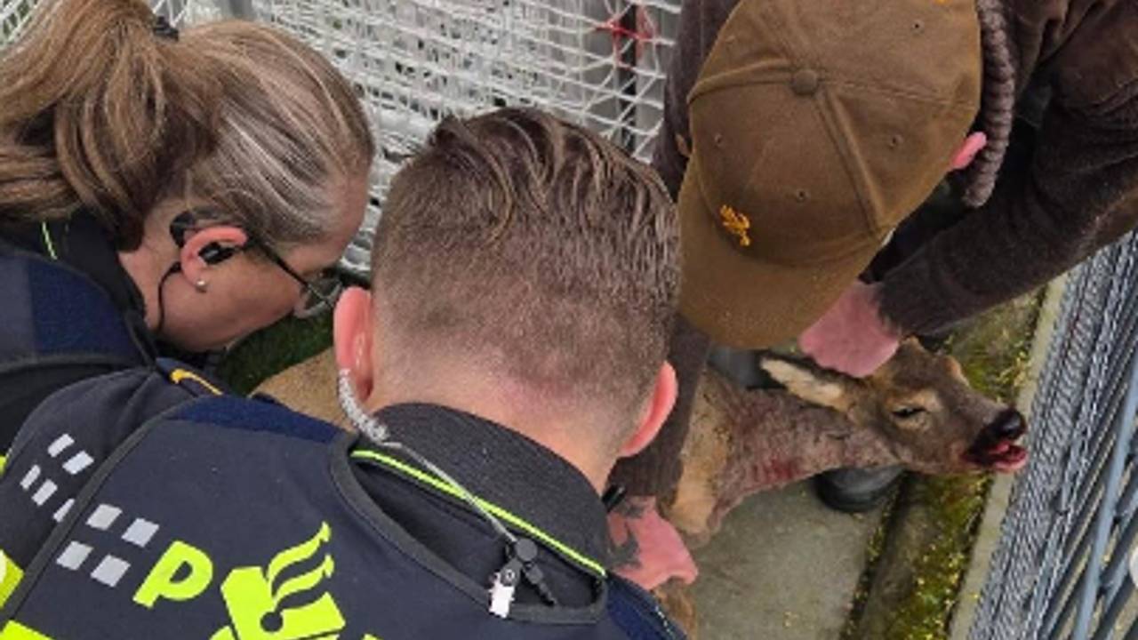 Ree komst vast te zitten in sportpark de Braak (foto: Instagram Politie Helmond).