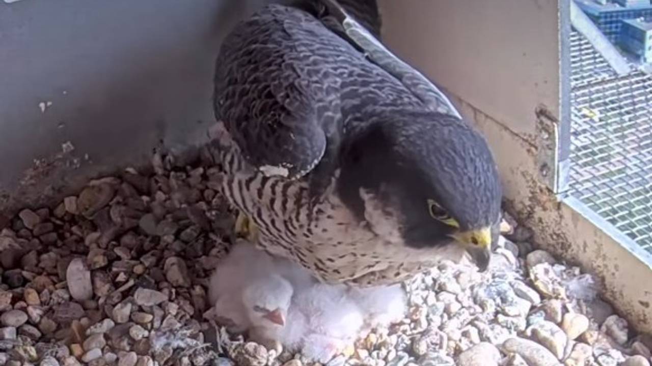 Slechtvalkjes geboren hoog boven op het provinciehuis, kijk live mee