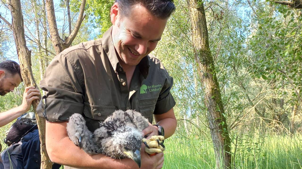 Boswachter Erik de Jonge was drie jaar geleden bij de geboorte van de zeearend (foto: Erik de Jonge).