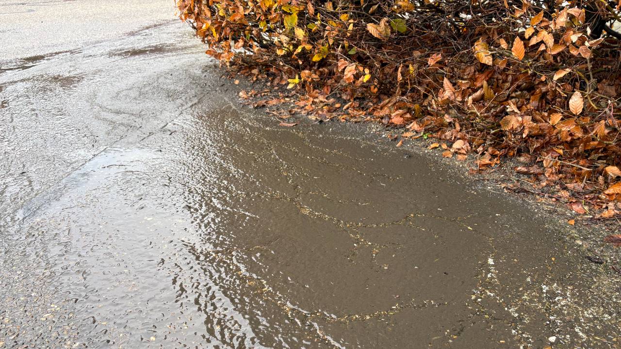 De poep op het terrein. (foto: Omroep Brabant).