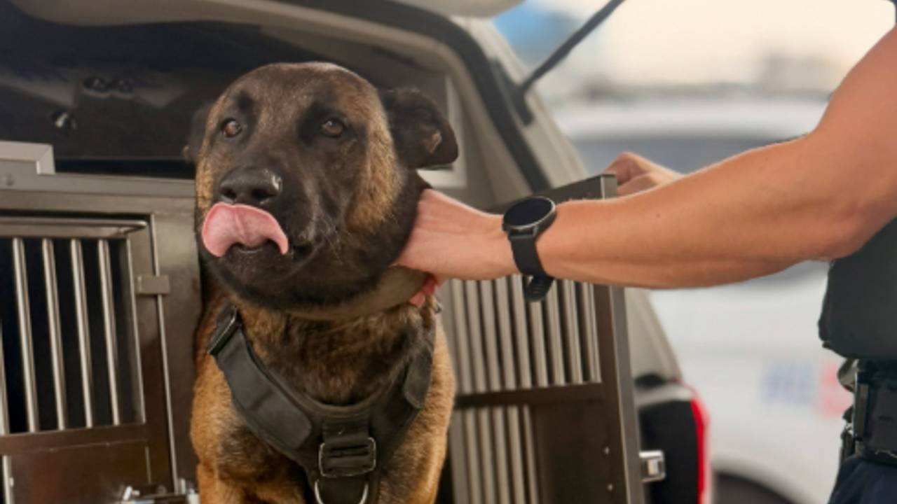 Twee verdachten zijn woensdagochtend gebeten door een politiehond (foto: politiehonden_oostbrabant op Instagram).