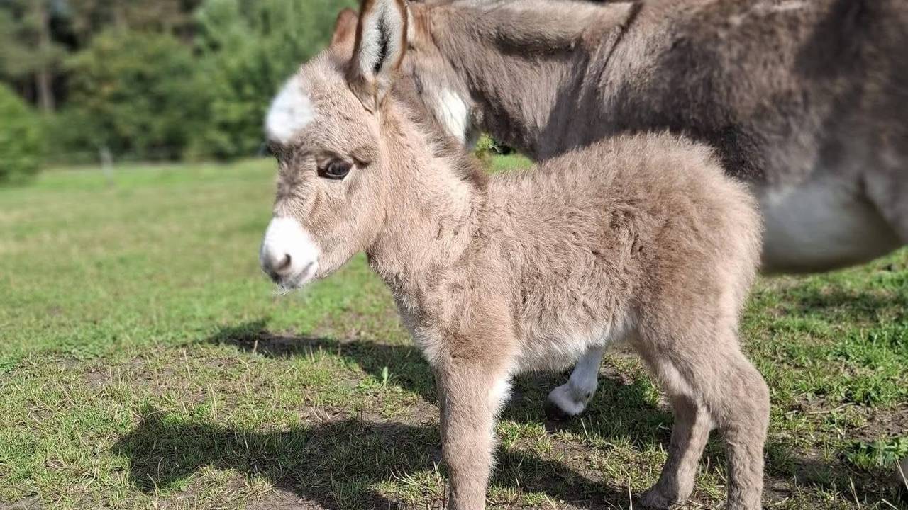 Oplichters misbruiken dood ezeltje Pleun: ezelopvang waarschuwt