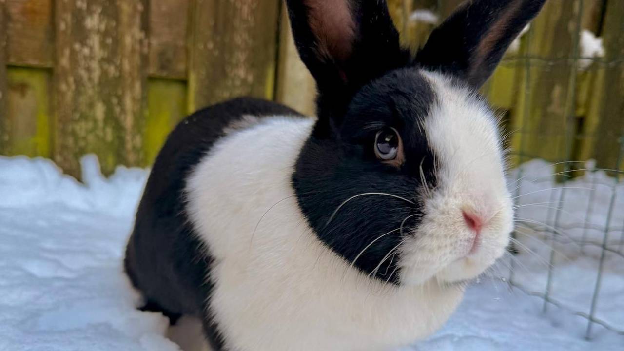 Een sneeuwkonijn uit Ravenstein.