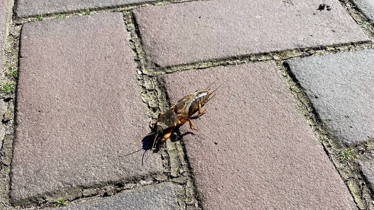 Een veenmol (foto: Ad Kieboom).