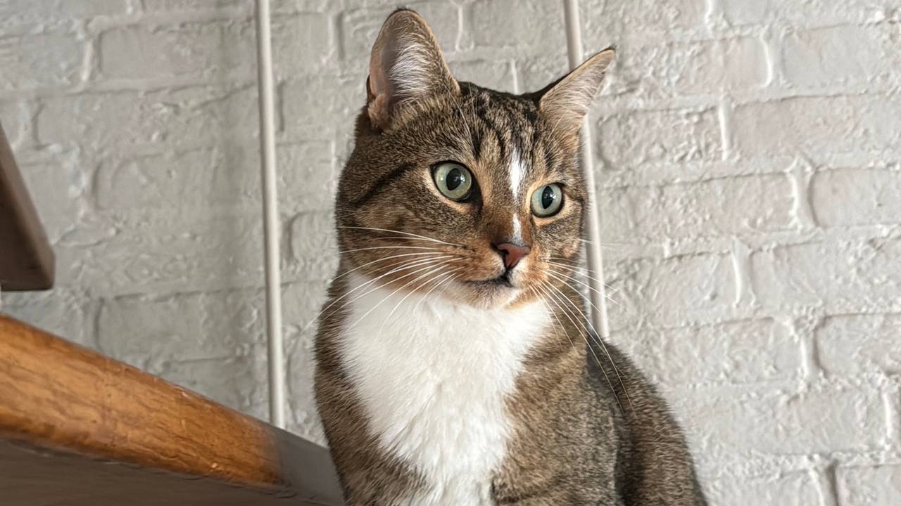 Kat Mosch werd met een vuurwapen beschoten en overleefde dat niet (privéfoto).