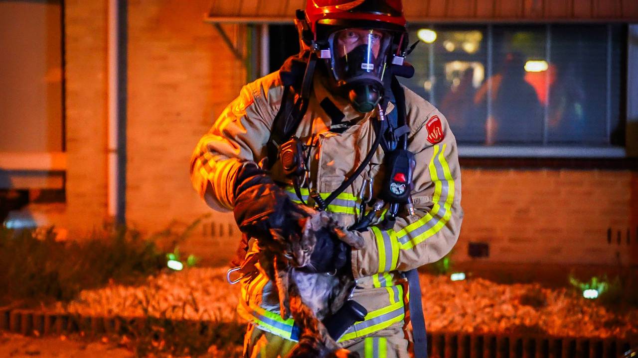 Een kat kon meteen uit het huis in Eindhoven gehaald worden (foto: Persbureau Heitink).