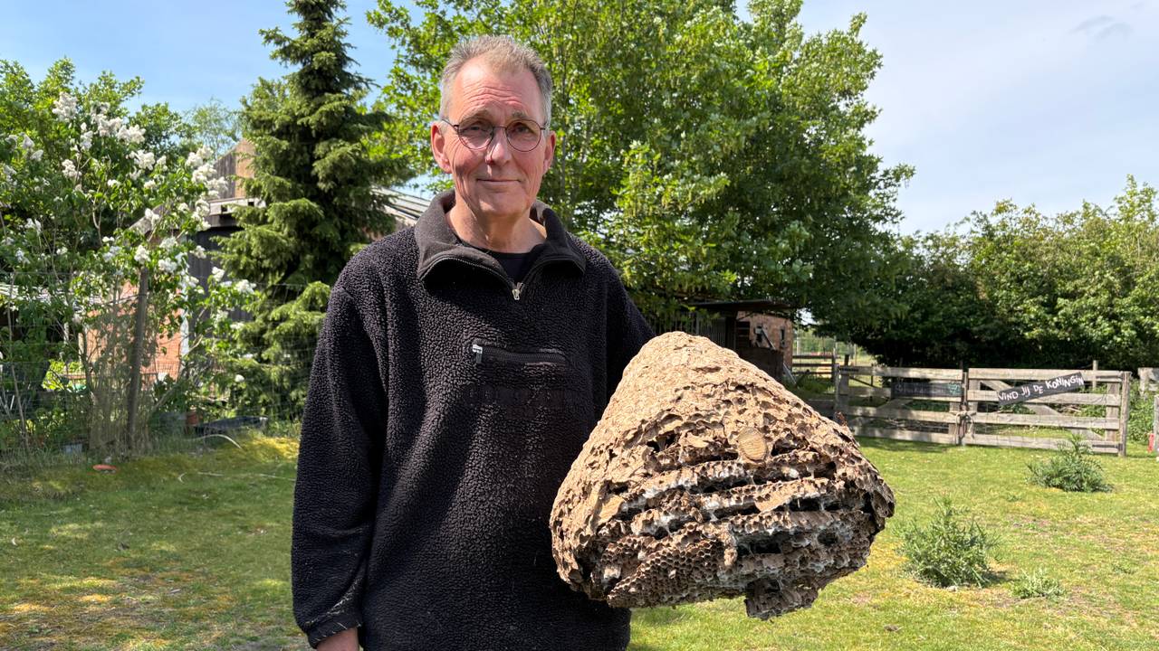 Stan Maessen met een groot hoornaarsnest (foto: Omroep Brabant). 
