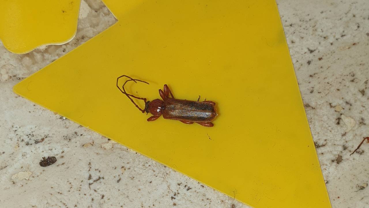Een veranderlijke boktor (foto: Hermien de Jong).