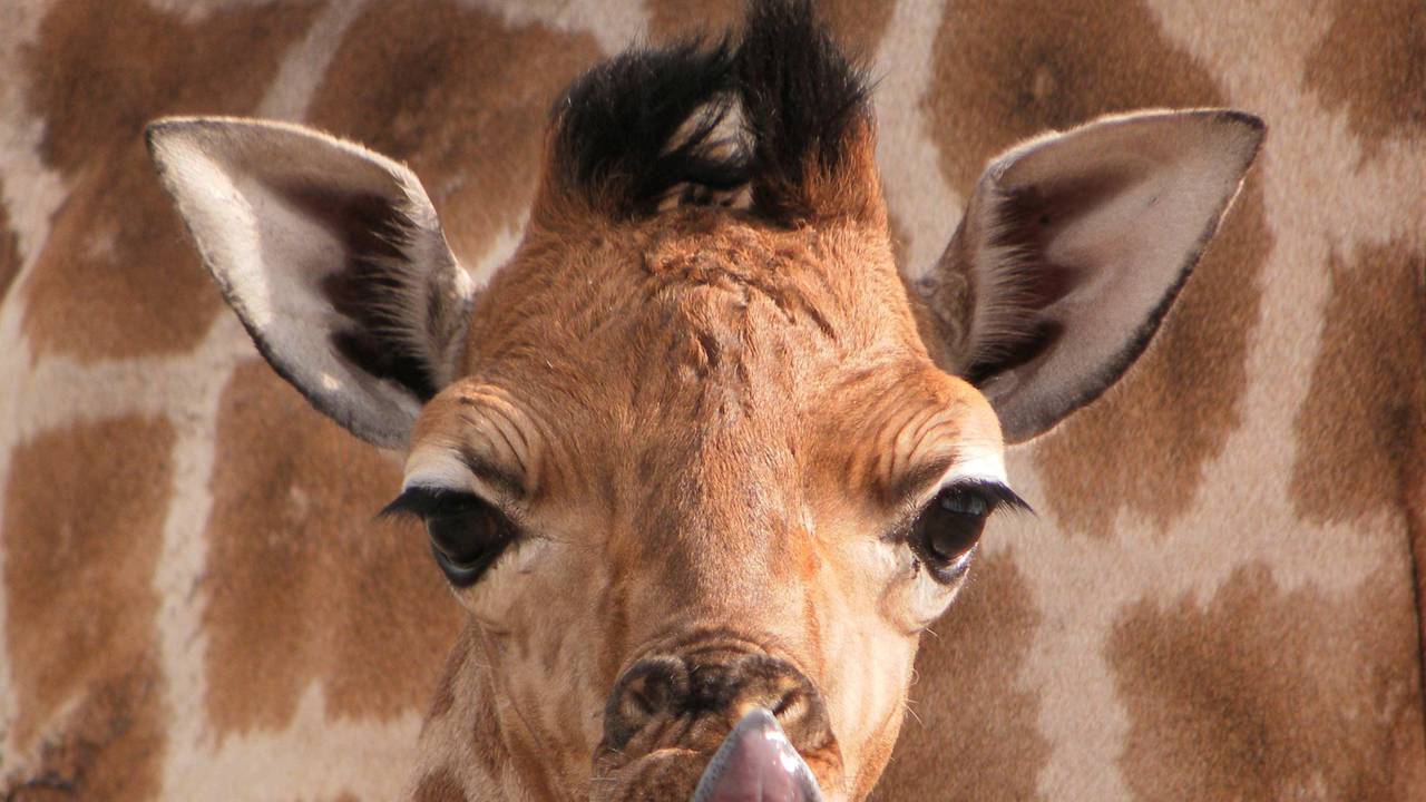 In de Beekse Bergen is de vierde giraffe dit jaar geboren (foto: Beekse Bergen).