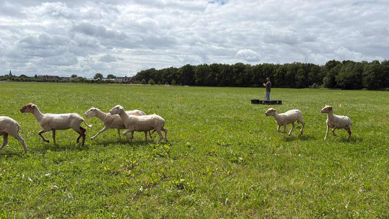 NK Schapendrijven in Zeeland (foto: Omroep Brabant).