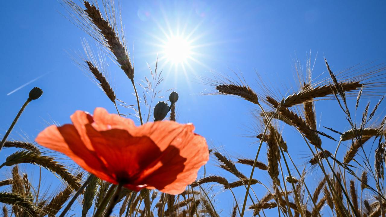 De zon (foto: ANP).