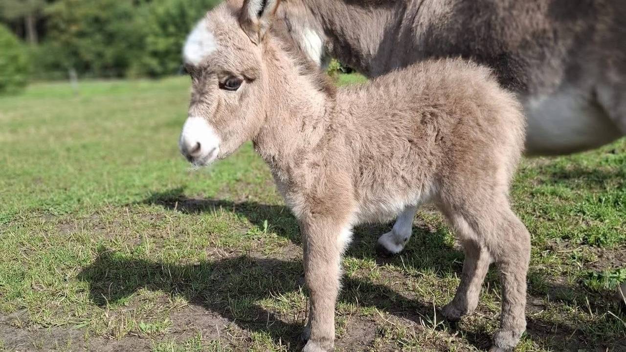 Gemeente steekt stokje voor herdenking ezel Pleun: 'Niet op deze manier'