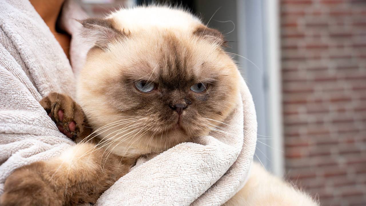 Kat Fendi na zijn redding (foto: Gabor Heeres/SQ Vision).