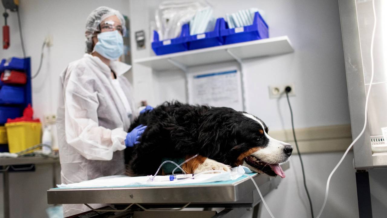 Een dierenarts in actie (foto: ANP/Behrouz Mehri).