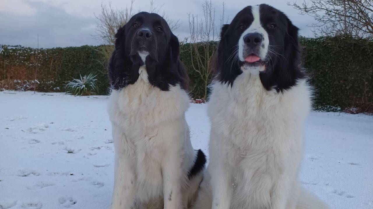 Twee honden in Gilze-Rijen (Foto: Nancy Broeders).