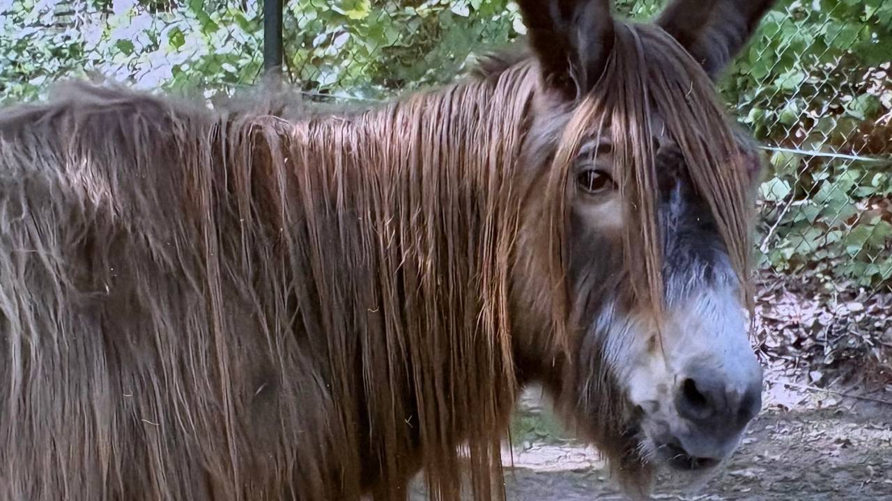 Ezel Lou Lou heeft zijn mooie lange lokken weer terug (beeld: Even tot Hier).