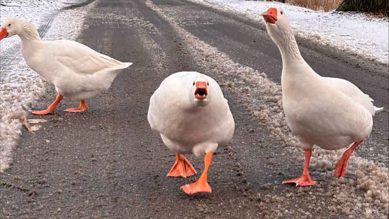 Els van Beek kreeg gezelschap tijdens haar winterse wandeling in Aarle-Rixtel