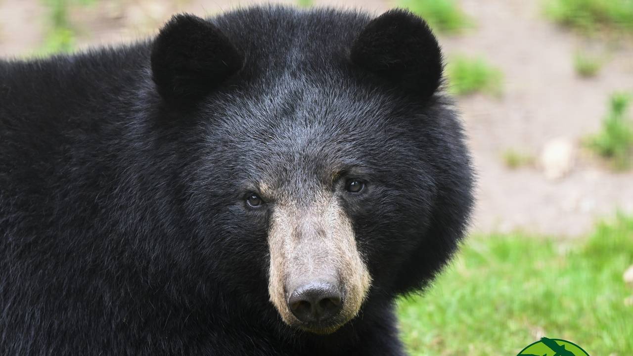 Een van de zwarte beren in dierenpark Zie-ZOO (foto: Dierenpark Zie-ZOO).