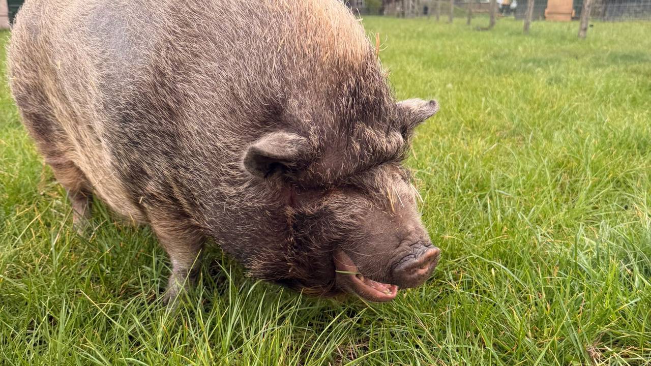 Pumba kreeg een bijzondere verrassing op Moederdag (foto: Dominique Schreinemachers). 