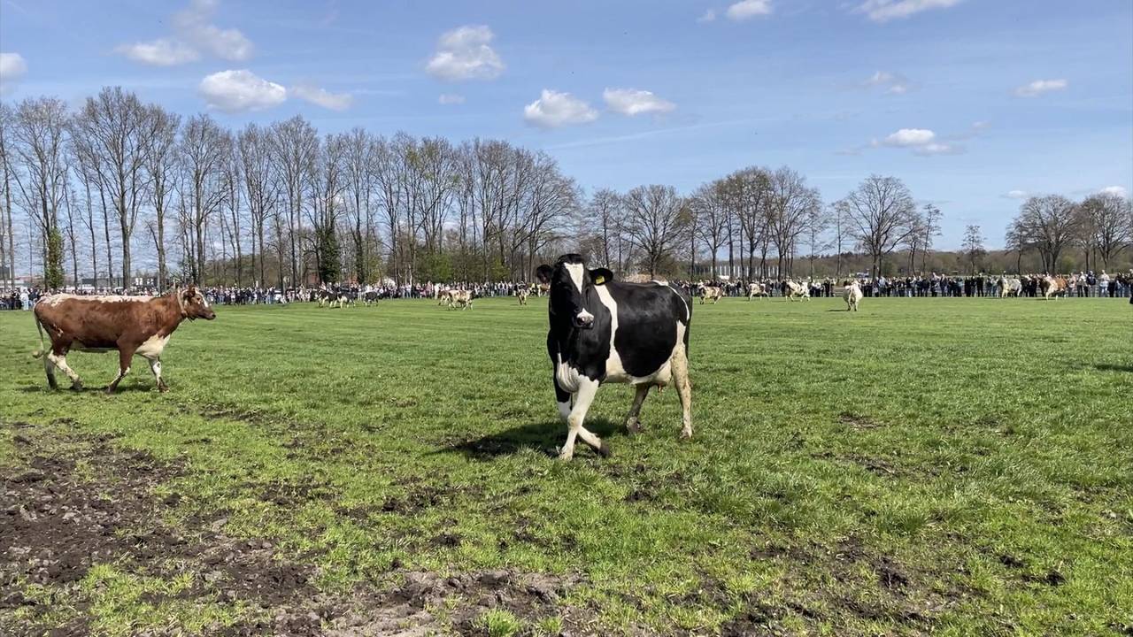 De hele wei was omringd met toeschouwers (foto: Omroep Brabant).