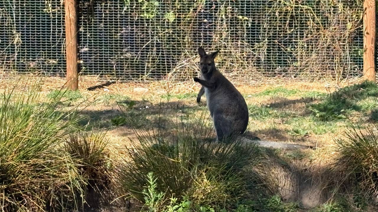 Ontsnapte wallaby maandenlang spoorloos, duikt ineens op bij de kamelen