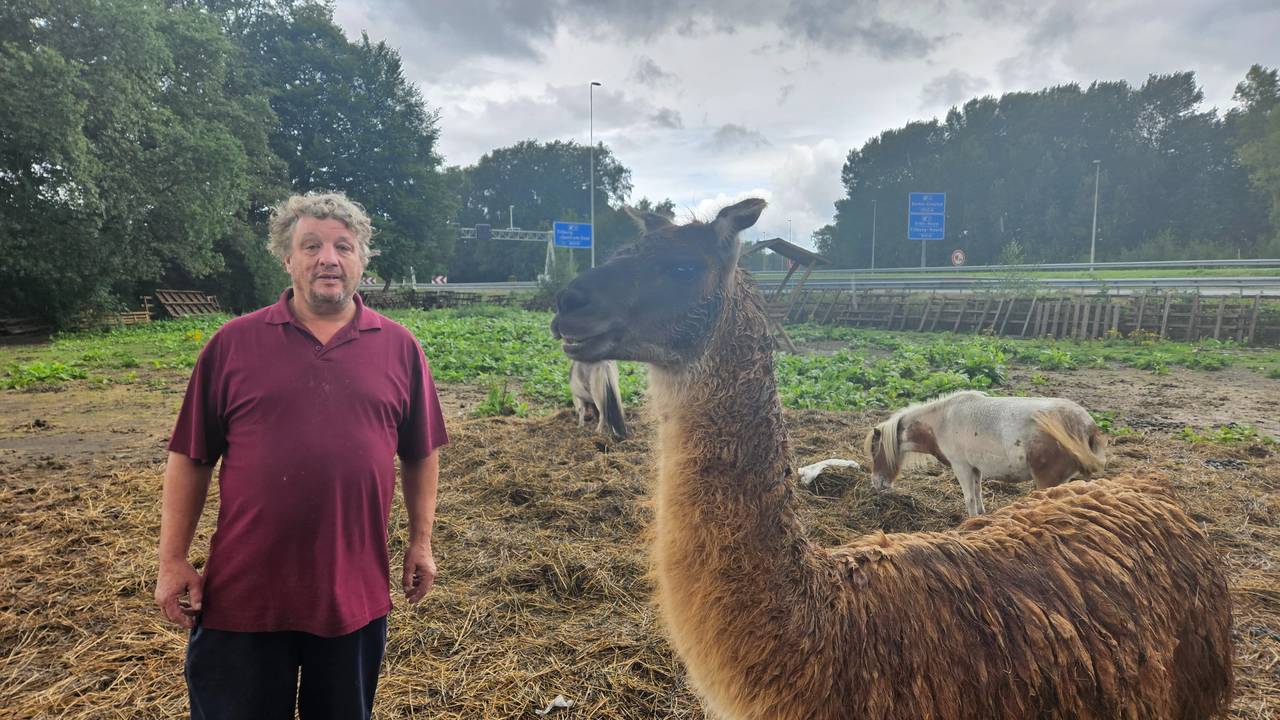 'Gerard' samen met Gerrit de lama (foto: Collin Beijk).