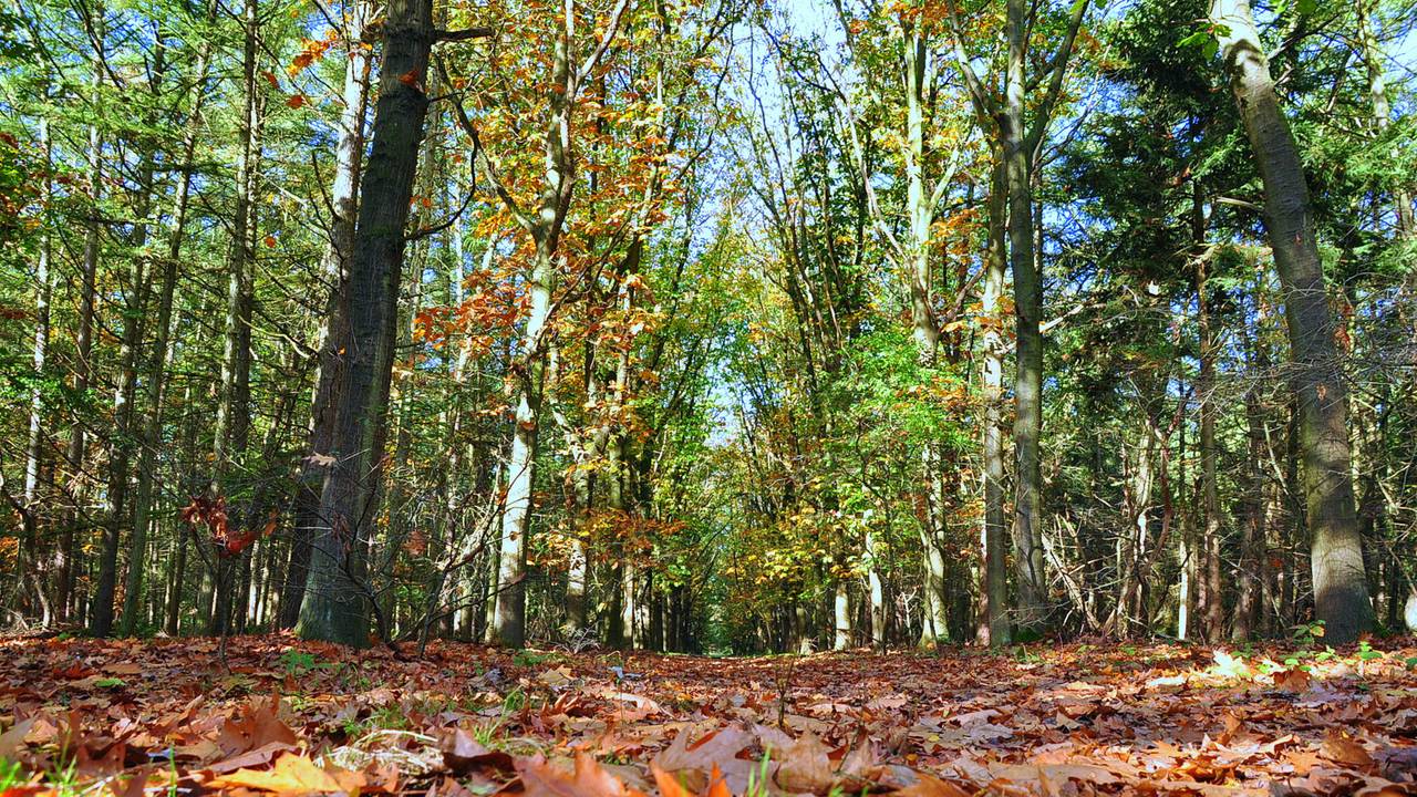 Zachte herfstdagen op komst: “Heerlijk voor een wandeling”